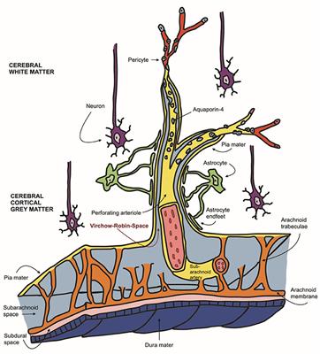 Dilated perivascular spaces can present incidental CSF-isointense foci within the ventral forebrain of dogs and cats in transverse MR images